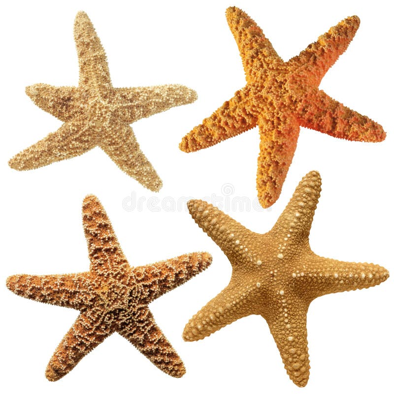 Set of starfish clipart stock image. Image of explore - 77543025