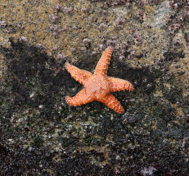 Starfish