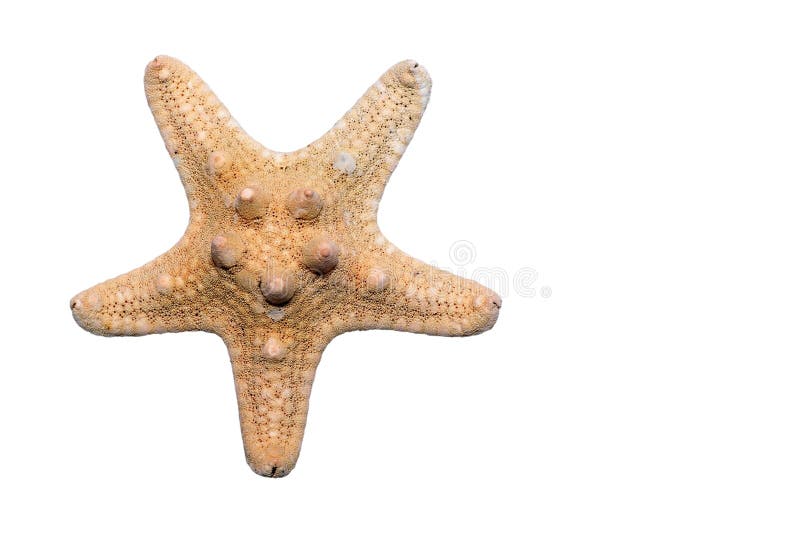 Coastal Starfish Seas Shells Stock Photos - Free & Royalty-Free Stock ...