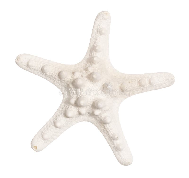 102,274 Starfish Stock Photos - Free & Royalty-Free Stock Photos from  Dreamstime