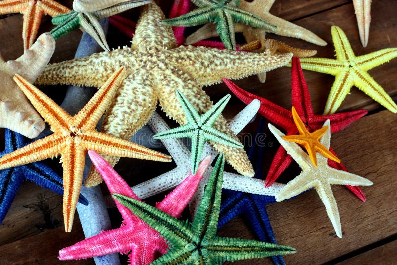 Starfish stock photography Starfish stock photography