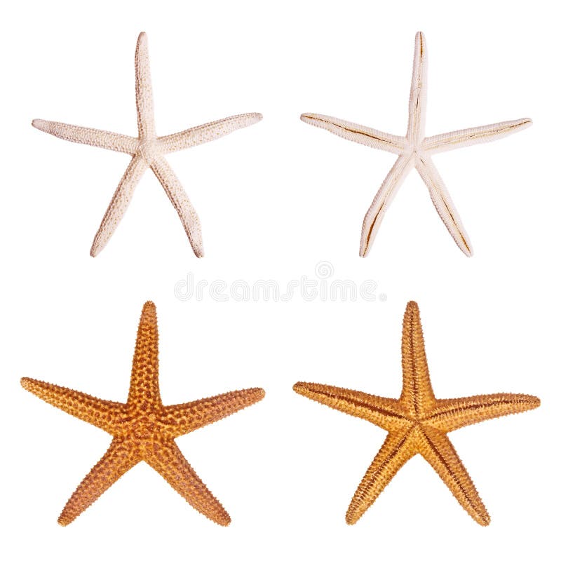 Starfish stock image. Image of shell, star, isolated, seashell - 3090335