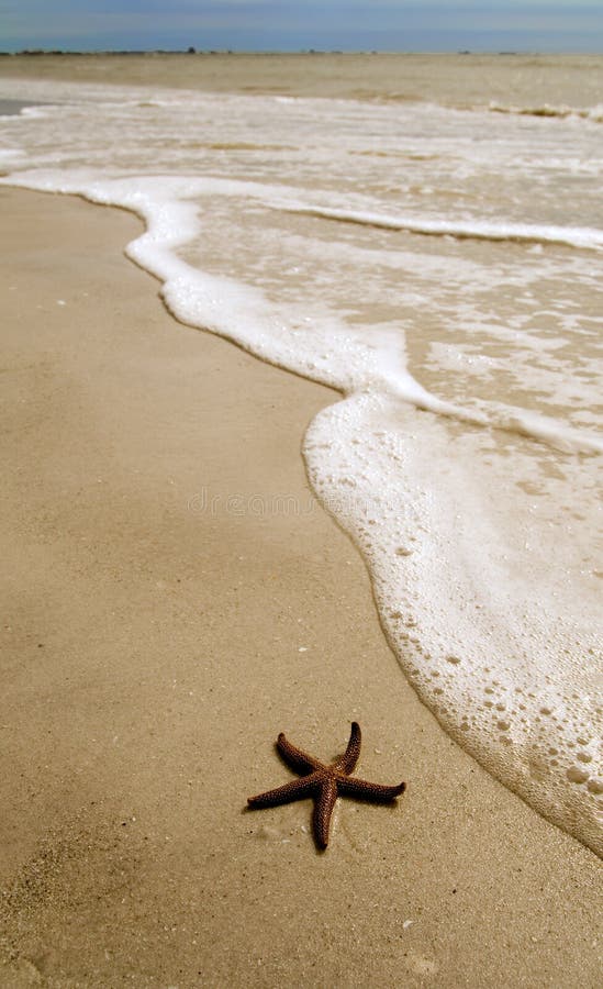 Large starfish spotted along beach in Port Aransas, Texas