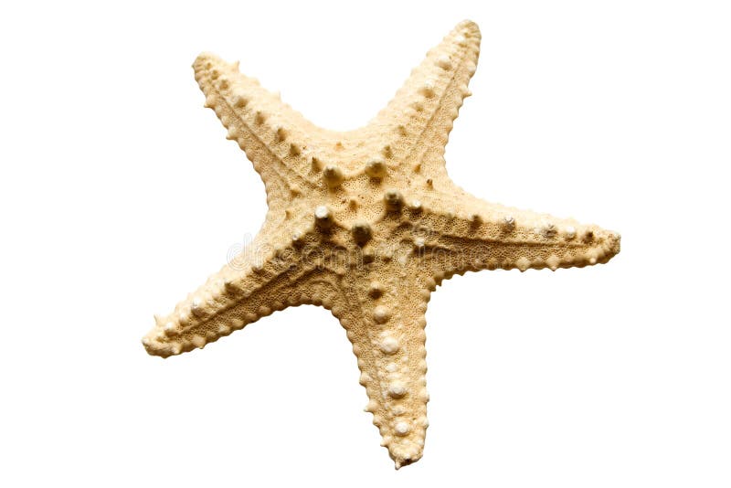 Starfish