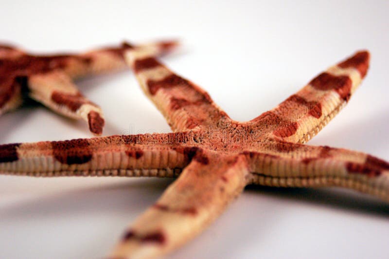 Detail of two starfish on a neutral background.