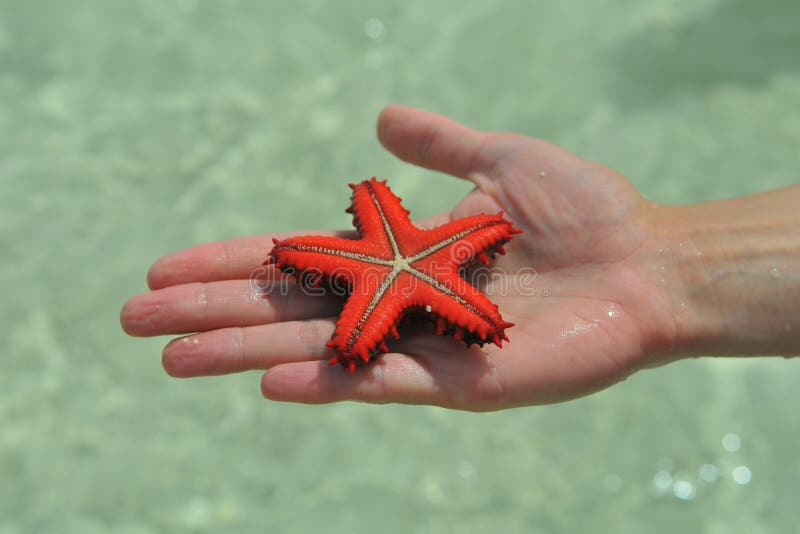 Starfish imagens de stock royalty free Starfish imagens de stock royalty free