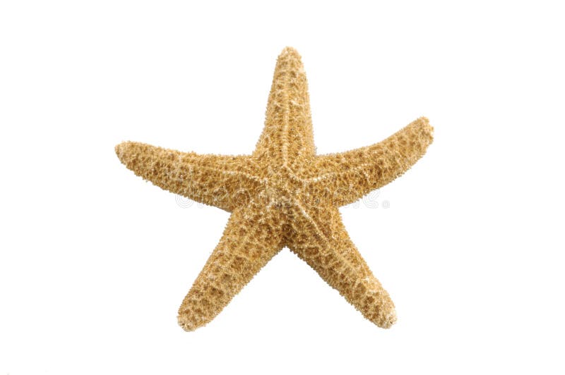 Starfish