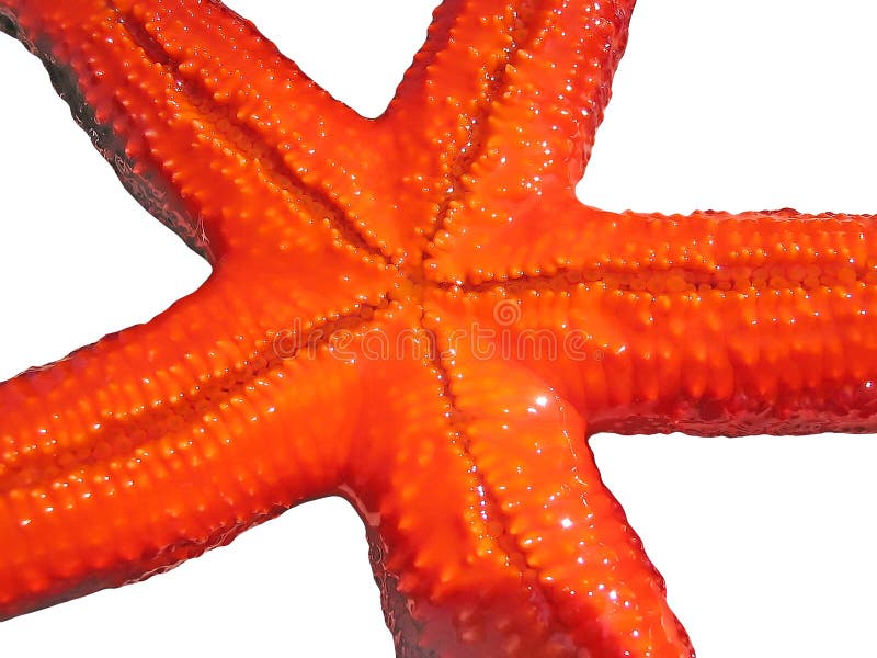 Starfish