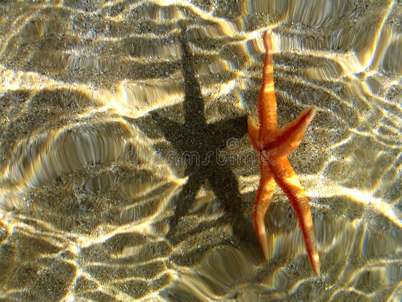 Starfish