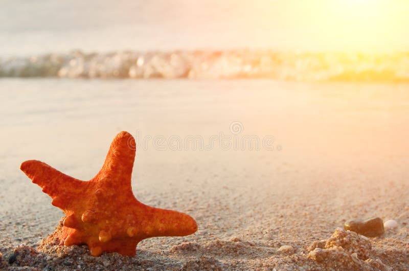 Starfish