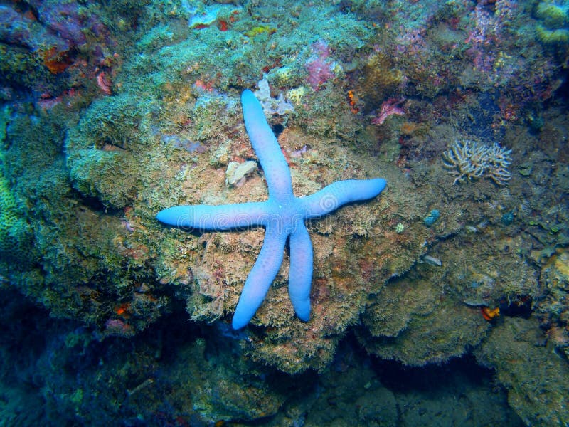Estrela-do-mar foto de stock royalty free