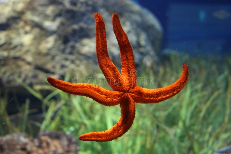 Starfish in Aquarium stock image. Image of wildlife, tube 28450819