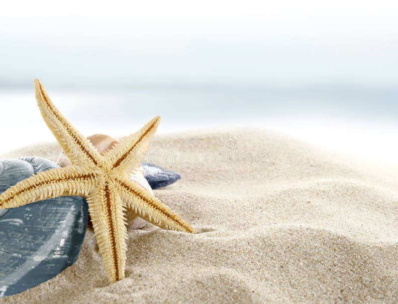 Starfish auf dem Strand lizenzfreie stockfotos Starfish auf dem Strand lizenzfreie stockfotos
