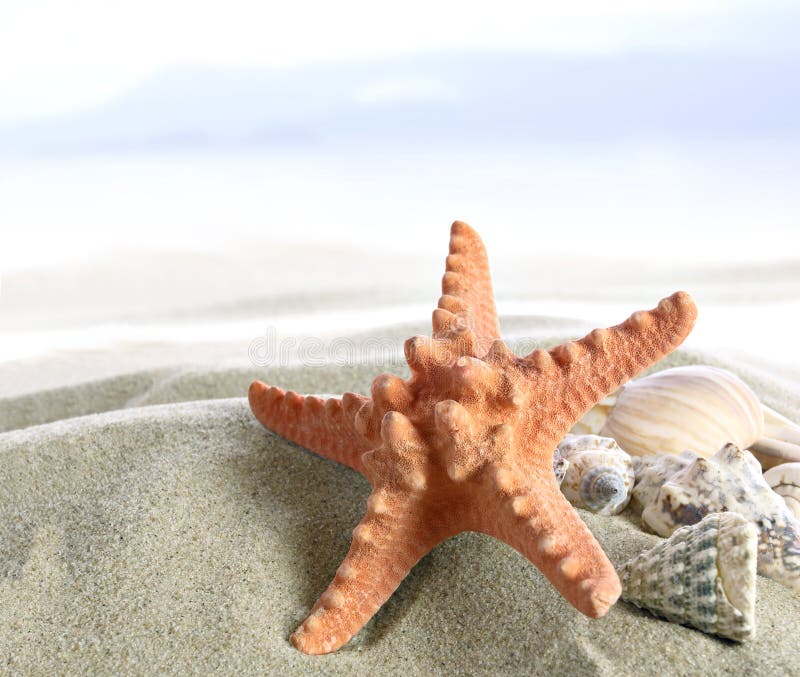 Starfish auf dem Strand stockbilder Starfish auf dem Strand stockbilder