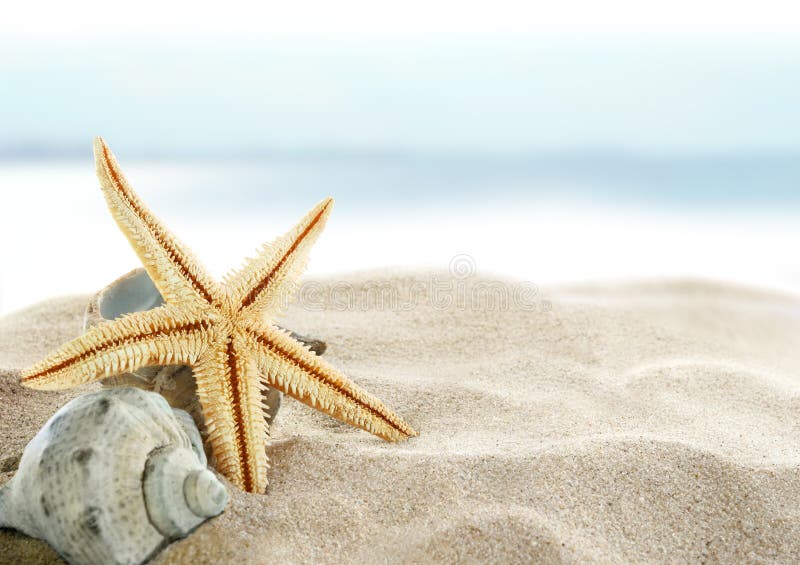 Starfish auf dem Strand lizenzfreie stockfotografie Starfish auf dem Strand lizenzfreie stockfotografie