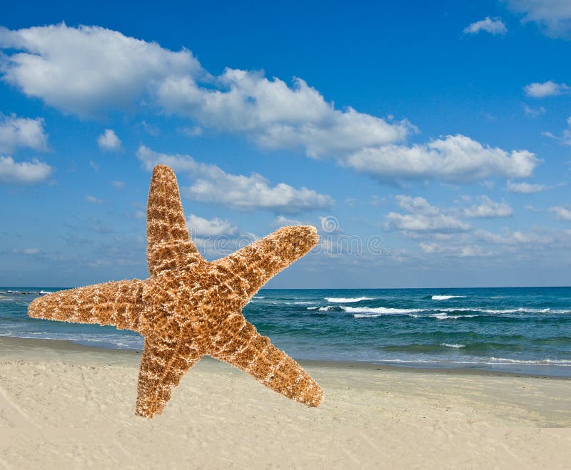 Starfish on beach