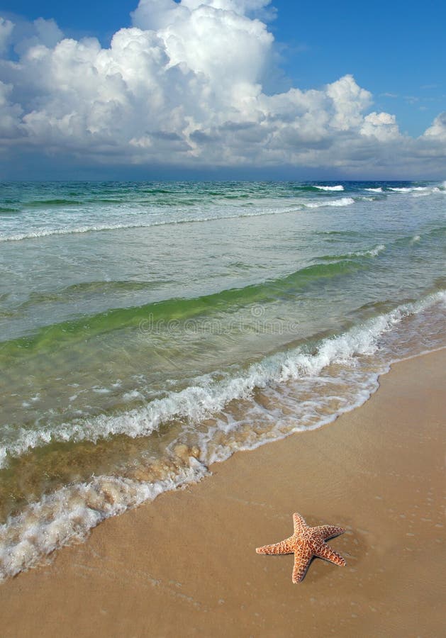 Starfish and the Beach