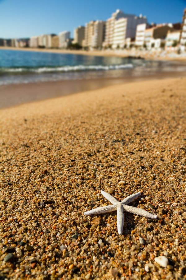 Starfish on the beach