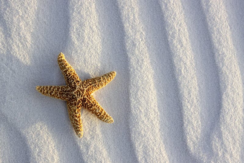 Starfish On Beach Sand Dune Seaside Scene Stock Photo - Image of beauty ...