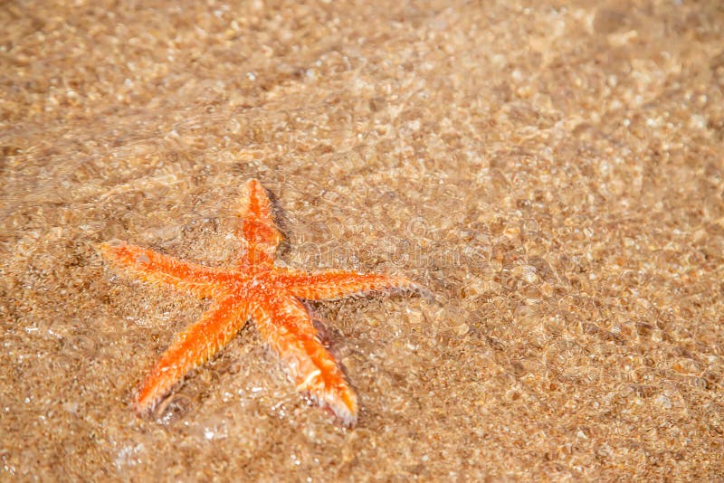 163 Starfish Plumeria Flowers Stock Photos - Free & Royalty-Free Stock