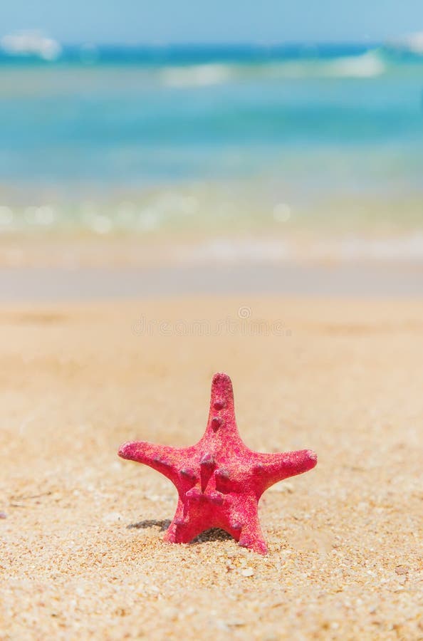 159 Starfish Plumeria Flowers Stock Photos - Free & Royalty-Free Stock