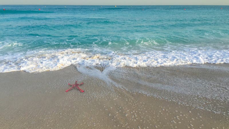 Starfish and the beach