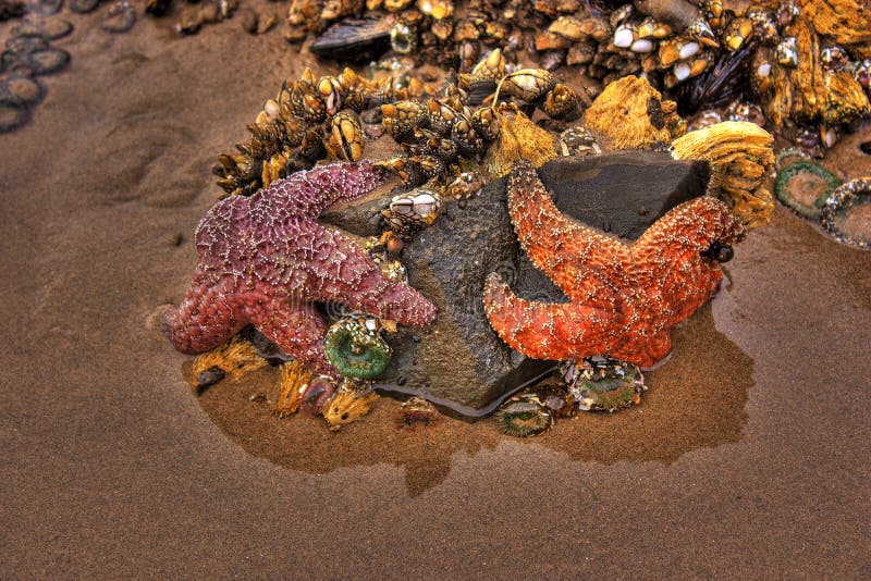 Starfish on Cannon Beach Oregon Stock Photo Image of mussels, sand