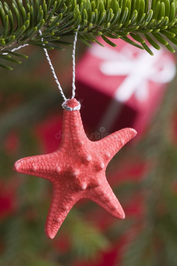 Starfish on Christmas tree