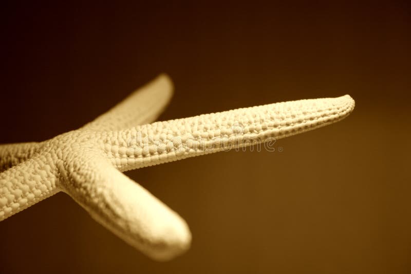 Starfish close-up, perspective view