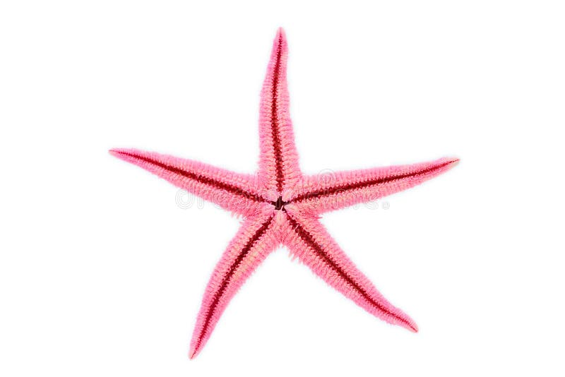 Starfish cor-de-rosa foto de stock Starfish cor-de-rosa foto de stock