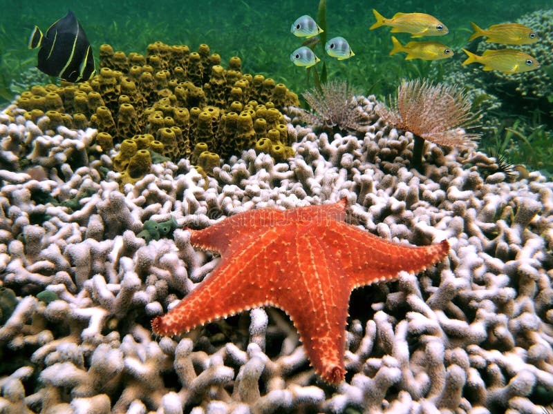 Starfish and fish