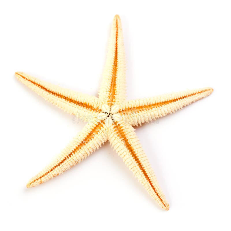 Starfish isolados no branco