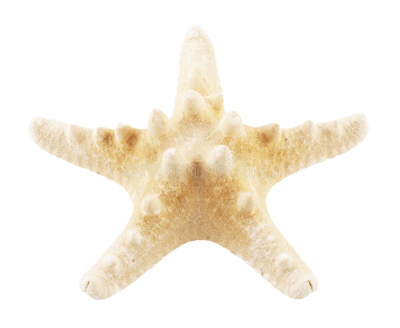 Starfish isolados no fundo branco