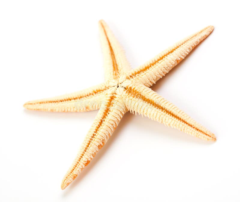 Starfish isolated on white