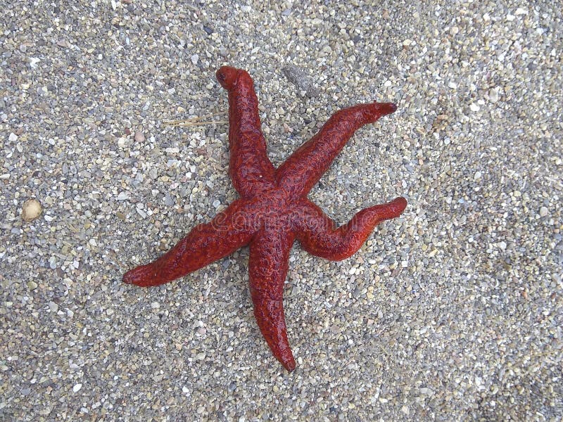 Starfish na areia da praia Estrela de Mar Vermelho montenegro fotografia de stock royalty free Starfish na areia da praia Estrela de Mar Vermelho montenegro fotografia de stock royalty free