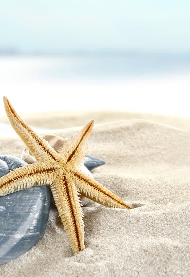 Starfish na praia imagens de stock Starfish na praia imagens de stock