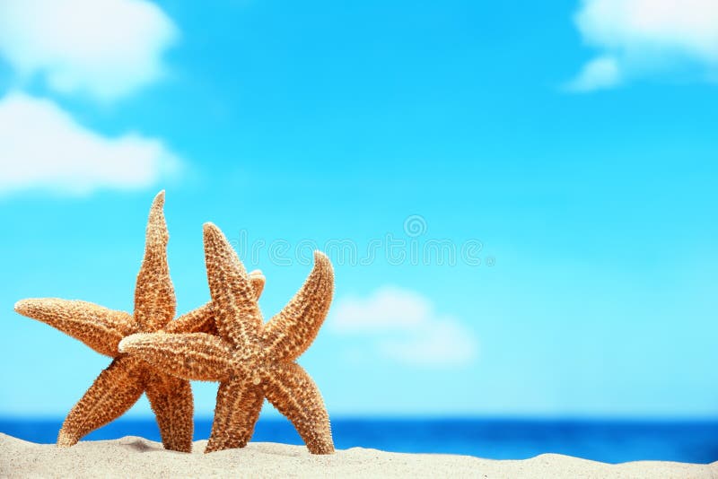 Starfish na praia fotos de stock royalty free Starfish na praia fotos de stock royalty free