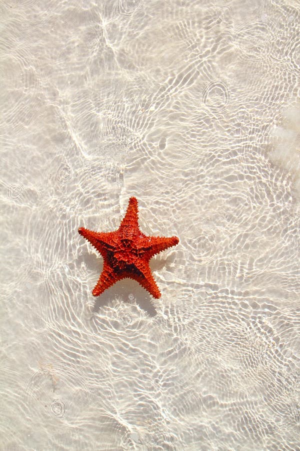 Starfish orange in wavy shallow water stock photos