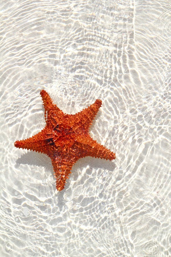 Starfish orange in wavy shallow water stock images