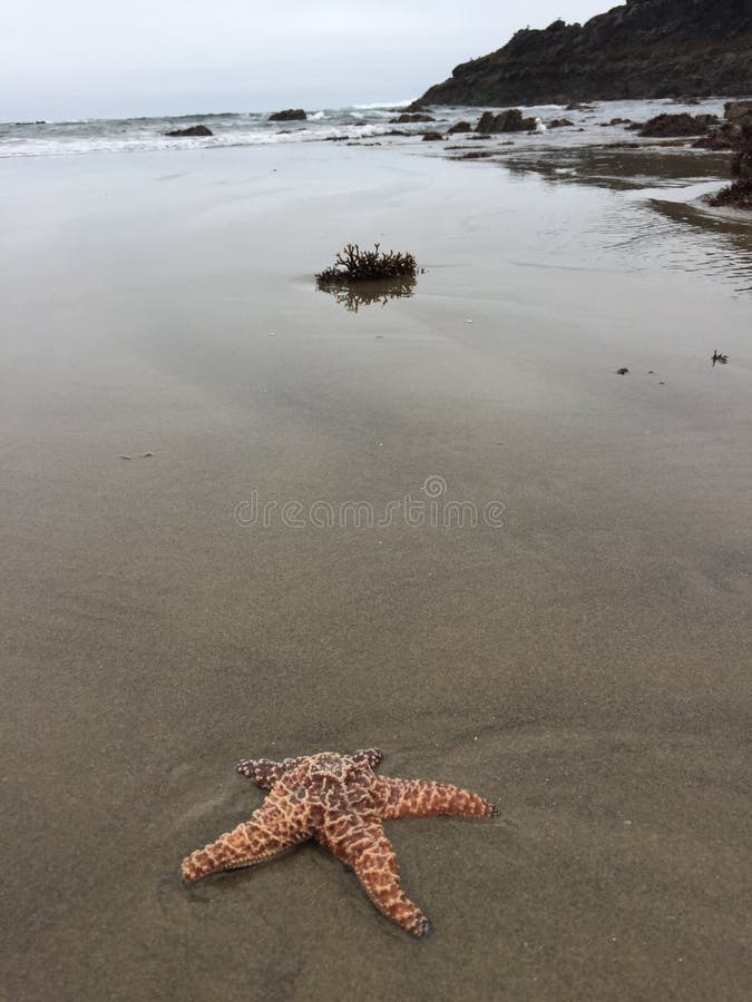Starfish On Cannon Beach Oregon Stock Photo Image of tide, mussels