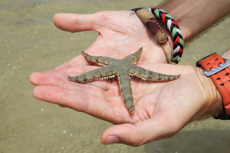 A starfish on the palms of the hands. stock image A starfish on the palms of the hands. stock image