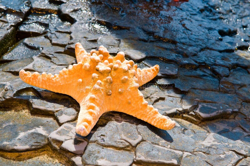Starfish on Rock at Seashore Stock Image Image of portrait, caucasian