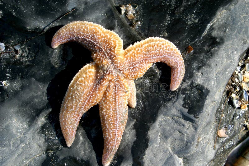 Starfish on the rocks