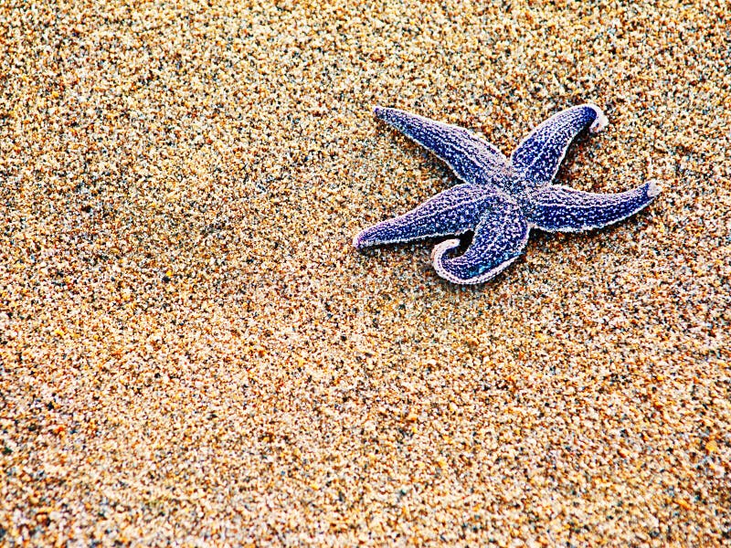 Starfish on sand as background, selective focus. royalty free stock image Starfish on sand as background, selective focus. royalty free stock image