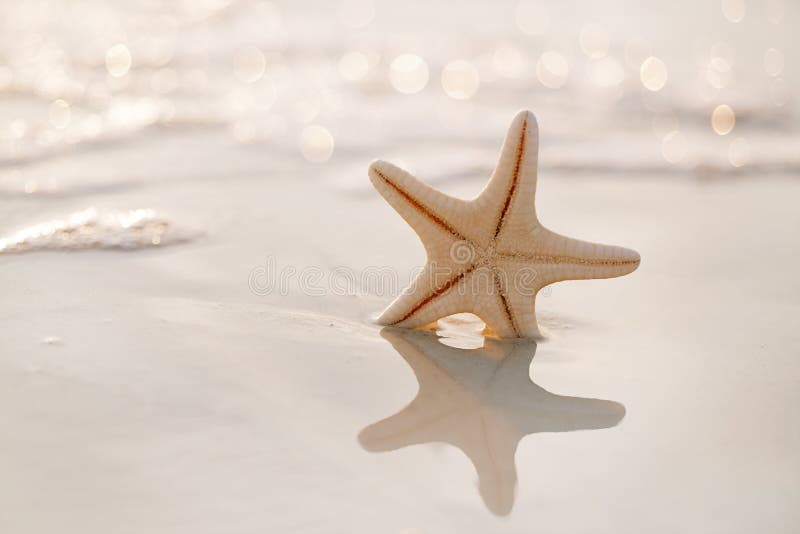 starfish on sea ocean beach in Florida, soft gentle sunrise light color