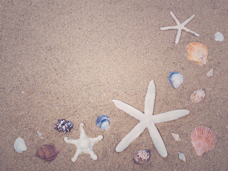 Starfish and sea shells on sand. stock photo Starfish and sea shells on sand. stock photo