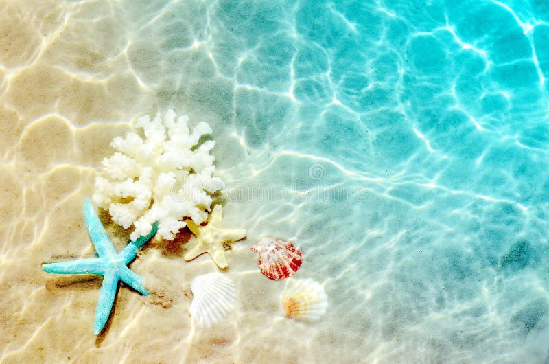 Starfish and seashell on the summer beach in sea water. Summer background. Summer time.