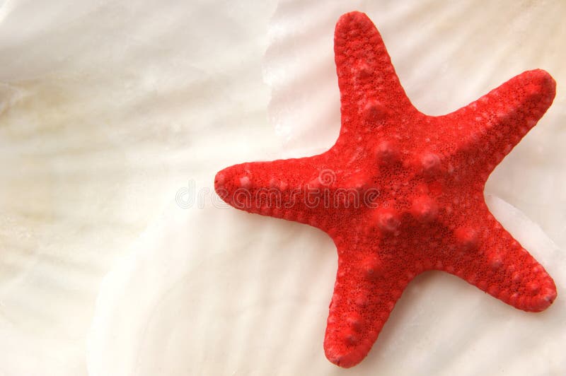 Starfish on seashells stock images Starfish on seashells stock images