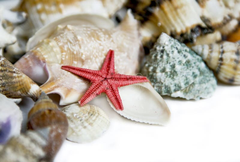 Starfish and seashells