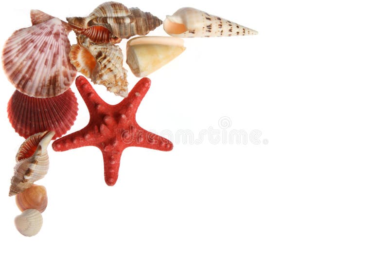 Starfish and seashells on white